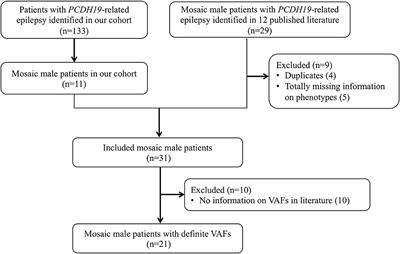 PCDH19-related epilepsy in mosaic males: The phenotypic implication of genotype and variant allele frequency